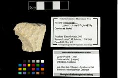 Foto (Objekt + Etikett) von Crustacea indet.  (NHMW-GEO-2014-0194-0974)